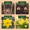 Narzisse ‚Carlton' – Narcissus – Ansicht 4