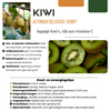 Obstpflanzen-Set „Sommerfrüchte" – 4 verschiedene BIO-Obstpflanzen – Ansicht 3