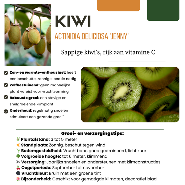Obstpflanzen-Set „Sommerfrüchte" – 4 verschiedene BIO-Obstpflanzen – Ansicht 3