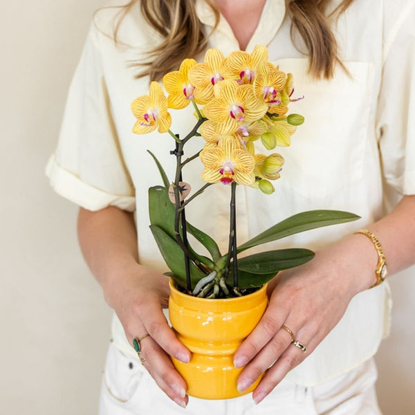 Schmetterlingsorchidee ‚Blossom Lima' – Phalaenopsis – Ansicht 2