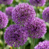 Zierlauch ‚Purple Sensation' – Allium hollandicum