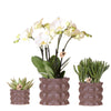 Pflanzenset „Cotton" – Grünpflanzen mit weißer Phalaenopsis ‚Ghent'