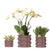 Pflanzenset „Cotton" – Grünpflanzen mit weißer Phalaenopsis ‚Ghent'
