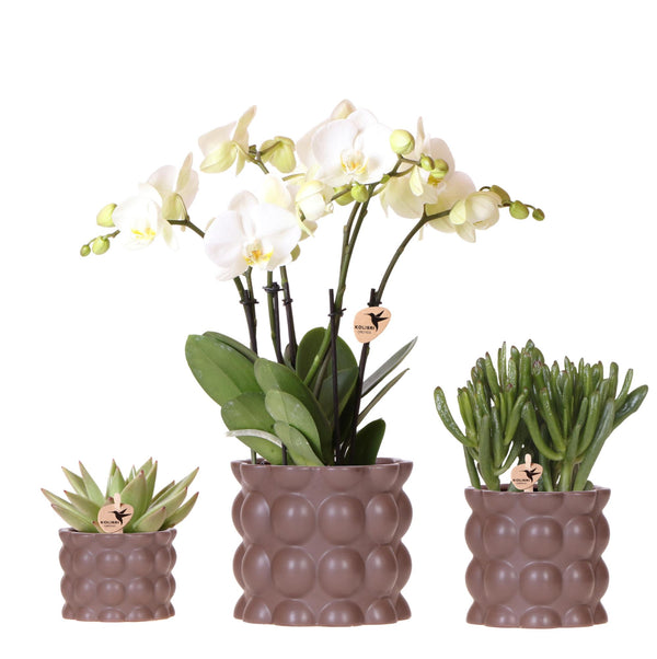 Pflanzenset „Cotton" – Grünpflanzen mit weißer Phalaenopsis ‚Ghent'