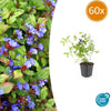 Hornnarbe – Ceratostigma plumbaginoides
