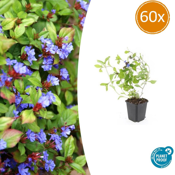 Hornnarbe – Ceratostigma plumbaginoides