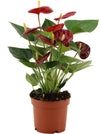 Flamingoblume ‚Calon' – Anthurium andraeanum