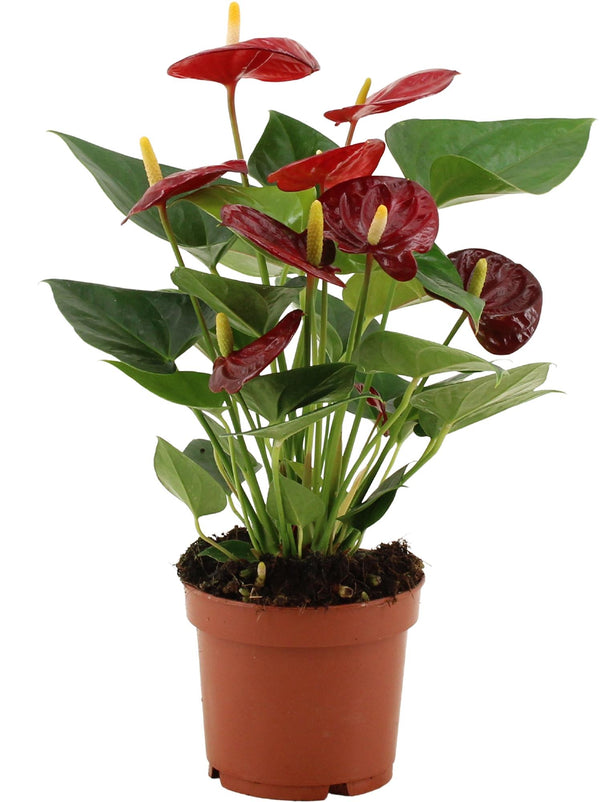 Flamingoblume ‚Calon' – Anthurium andraeanum