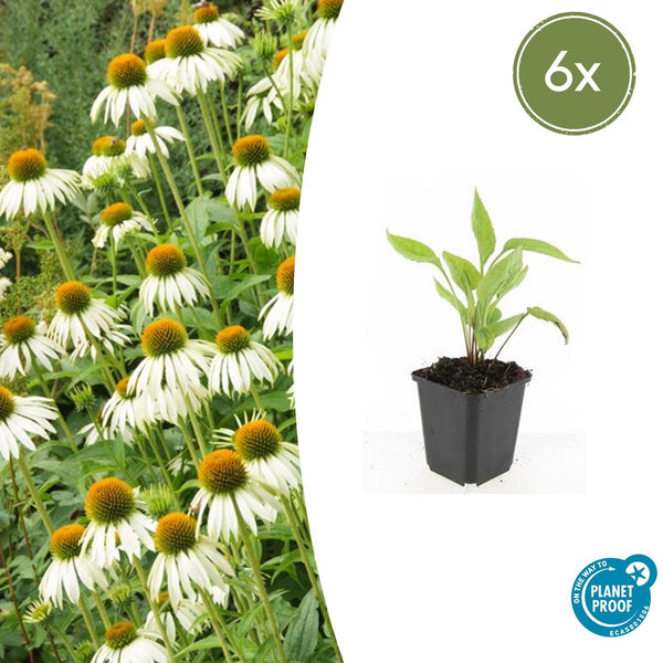 Weißer Sonnenhut ‚White Swan' – Echinacea purpurea