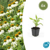 Weißer Sonnenhut ‚White Swan' – Echinacea purpurea – 6 Stück