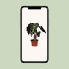 Pfeilblatt ‚Polly' – Alocasia amazonica – Ansicht 4