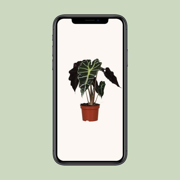 Pfeilblatt ‚Polly' – Alocasia amazonica – Ansicht 4