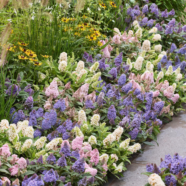 Schmetterlingsstrauch ‚Butterfly Candy Little Tricolour' – Buddleja davidii – Ansicht 4