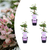 Waldrebe ‚Hagley Hybrid' – Clematis – Ø 9 cm, 3 Stück