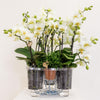 Pflanzen-Set „Jungle Bouquet“ – 3 weiße Orchideen ‚Lausanne' und 3 Grünpflanzen – Ansicht 5