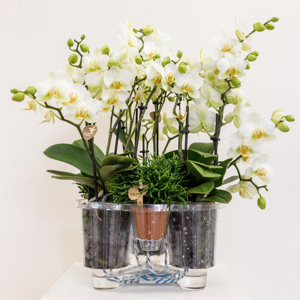 Pflanzen-Set „Jungle Bouquet“ – 3 weiße Orchideen ‚Lausanne' und 3 Grünpflanzen – Ansicht 5