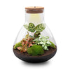 Flaschengarten-Set „Sam XL" – Pflanzen im Glas mit Licht – Ansicht 3