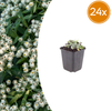 Silberimmortelle – Anaphalis triplinervis