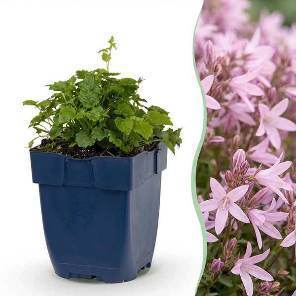 Hängepolster-Glockenblume ‚Lisduggan Variety' – Campanula poscharskyana – Ansicht 2