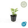 Purpur-Sonnenhut ‚Magnus' – Echinacea purpurea – Ansicht 3