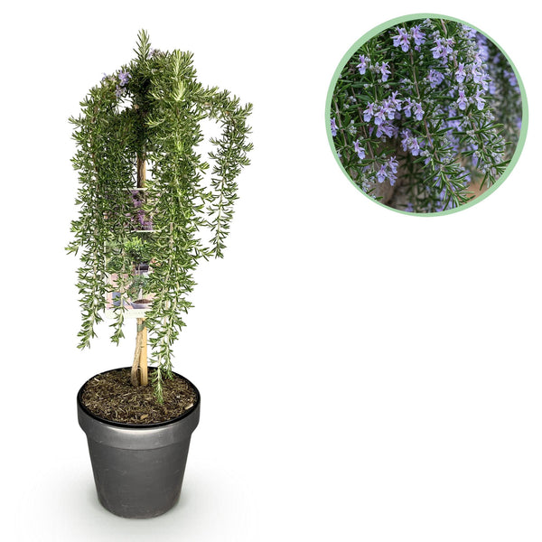 Kriechender Rosmarin ‚Prostratus' – Rosmarinus officinalis
