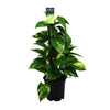 Efeutute – Epipremnum aureum