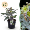 Lenzrose ‚Silver Dollar' – Helleborus sternii