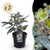 Lenzrose ‚Silver Dollar' – Helleborus sternii