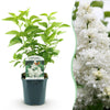 Gemeiner Flieder ‚Madame Lemoine' – Syringa vulgaris