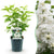 Gemeiner Flieder ‚Madame Lemoine' – Syringa vulgaris