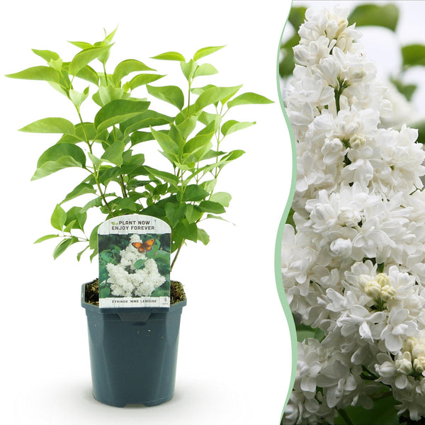 Gemeiner Flieder ‚Madame Lemoine' – Syringa vulgaris