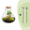 Flaschengarten-Set „Sammie Coffea“ – DIY-Terrarium mit Kaffeepflanze