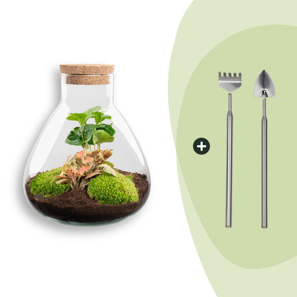 Flaschengarten-Set „Sammie Coffea“ – DIY-Terrarium mit Kaffeepflanze