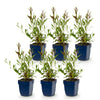 Prachtkerze Duo-Mix – Gaura lindheimeri – Ansicht 2