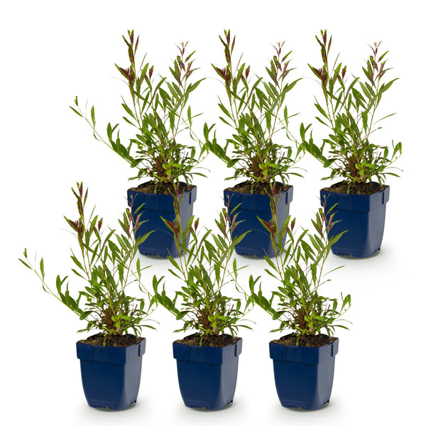 Prachtkerze Duo-Mix – Gaura lindheimeri – Ansicht 2