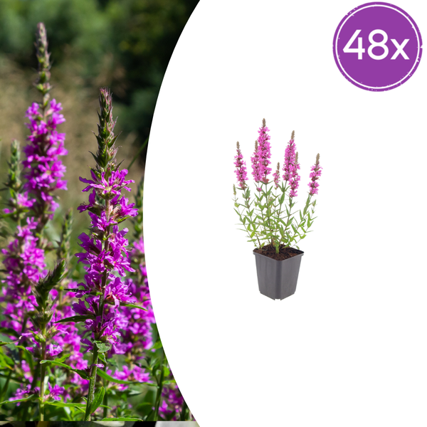 Blutweiderich – Lythrum salicaria