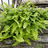 Gewöhnlicher Tüpfelfarn – Polypodium vulgare – Ansicht 7