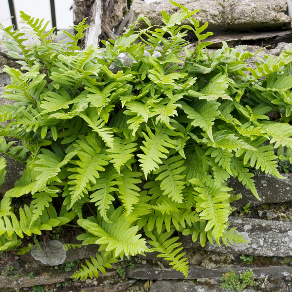 Gewöhnlicher Tüpfelfarn – Polypodium vulgare – Ansicht 7