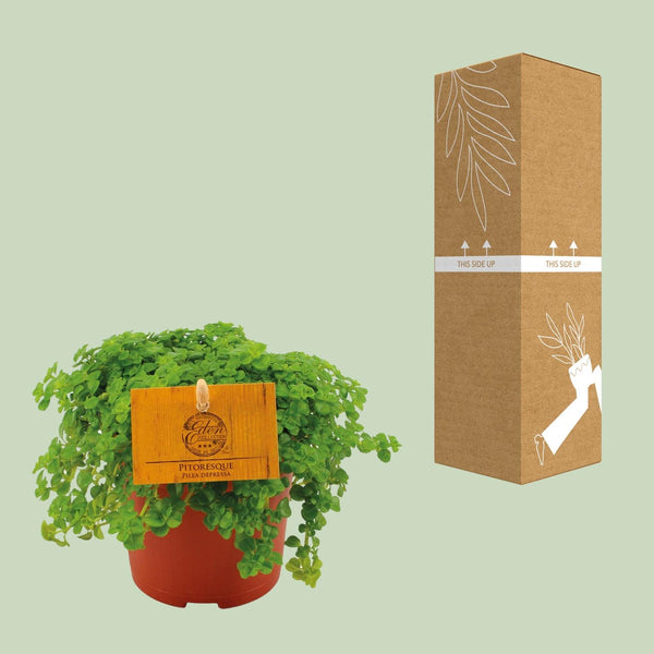 Kanonierblume – Pilea depressa – Ansicht 5