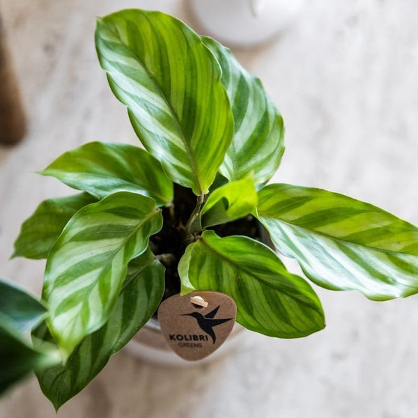 Calathea concinna ‚Freddie‘