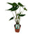Elefantenohr – Alocasia zebrina