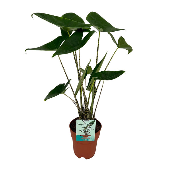 Elefantenohr – Alocasia zebrina