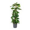 Efeutute – Epipremnum aureum