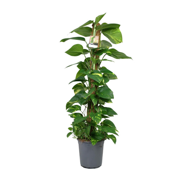 Efeutute – Epipremnum aureum