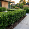 Japanische Stechpalme ‚Stokes' – Ilex crenata – Ansicht 6