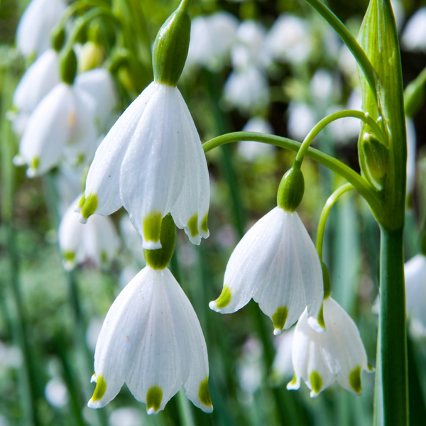 Sommer-Knotenblume – Leucojum aestivum