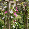 Waldreben-Set „Duo Pink & White" – Clematis in Rosa und Weiß – Ansicht 4