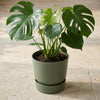 Elho Blumentopf Greenville rund