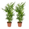 Bergpalme – Chamaedorea elegans