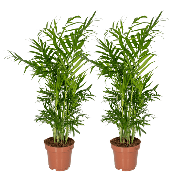 Bergpalme – Chamaedorea elegans